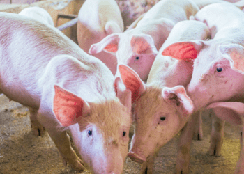 Adapec avança e disponibiliza a guia de trânsito animal intraestadual na versão eletrônica para suínos