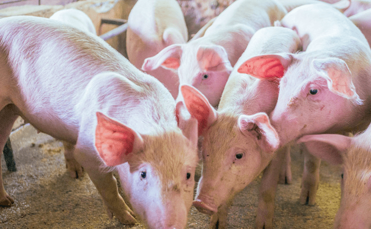 Adapec avança e disponibiliza a guia de trânsito animal intraestadual na versão eletrônica para suínos