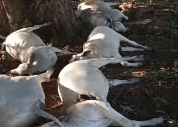 Raio mata bois que se abrigavam da chuva embaixo de árvore em fazenda no sul do Estado