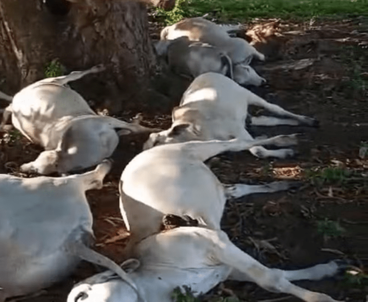 Raio mata bois que se abrigavam da chuva embaixo de árvore em fazenda no sul do Estado