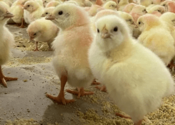 JBS inaugura maior e mais moderno berçário de pintinhos do Brasil