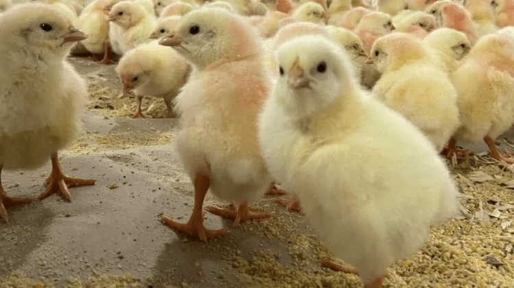 JBS inaugura maior e mais moderno berçário de pintinhos do Brasil