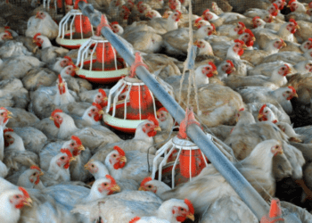 Tocantins inicia monitoramento para comprovar ausência da Influenza Aviária e da Doença de Newcastle