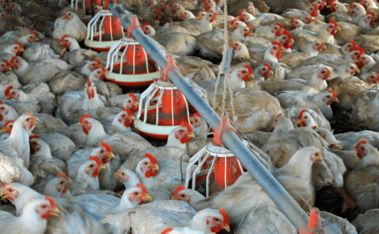 Tocantins inicia monitoramento para comprovar ausência da Influenza Aviária e da Doença de Newcastle