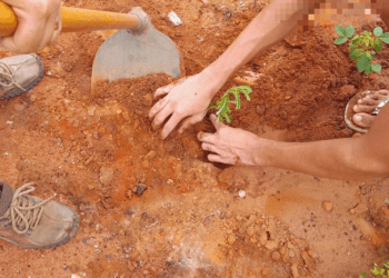 Unidades socieducativas iniciam plantio de frutíferas do Cerrado como resultado de projeto realizado com internos