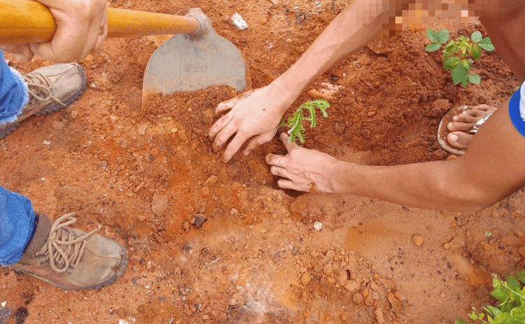 Unidades socieducativas iniciam plantio de frutíferas do Cerrado como resultado de projeto realizado com internos