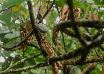 O que é vassoura-de-bruxa no cacau, praga que devastou lavouras na Bahia