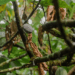 O que é vassoura-de-bruxa no cacau, praga que devastou lavouras na Bahia