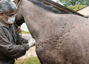 Com vagas para médicos veterinários, concurso da Prefeitura de Palmas está com inscrições abertas