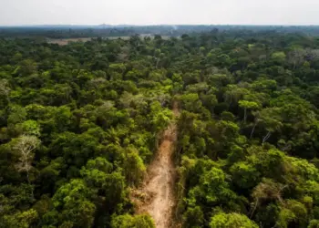 Desmatamento, Ação Direta de Inconstitucionalidade e transferência de terras: Tocantins segue com desafios ambientais na era da emergência climática