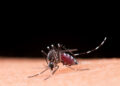 Dengue: período de chuvas acende alerta para aumento de casos no Tocantins