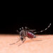 Dengue: período de chuvas acende alerta para aumento de casos no Tocantins