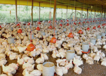 FRANGO: Setor é marcado por produção recorde e perda de competitividade em 2023