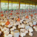 FRANGO: Setor é marcado por produção recorde e perda de competitividade em 2023