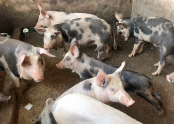 SUÍNOS: Com custos menores e exportação recorde, setor inicia recuperação em 2023