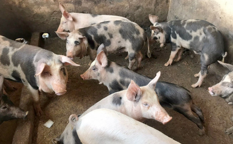 SUÍNOS: Com custos menores e exportação recorde, setor inicia recuperação em 2023