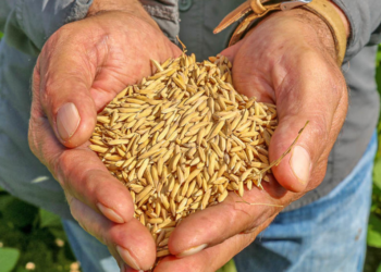 ARROZ: Com restrição de oferta e demanda firme, preços disparam em 2023