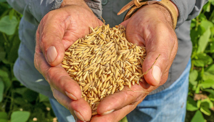 ARROZ: Com restrição de oferta e demanda firme, preços disparam em 2023