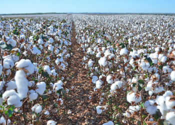 ALGODÃO: Produção atinge recorde em 2023, mas demanda não reage