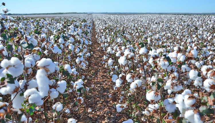 ALGODÃO: Produção atinge recorde em 2023, mas demanda não reage