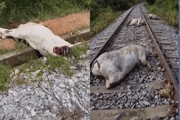 Trem atropela mais de 10 vacas na Ferrovia Norte-Sul próximo a Gurupi