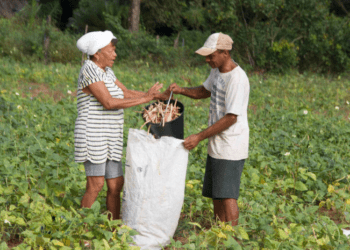 TOCANTINS: Agricultores familiares irão fornecer 19,8 toneladas de alimentos pelo PAA em Piraquê