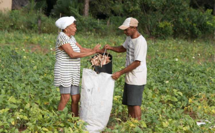 TOCANTINS: Agricultores familiares irão fornecer 19,8 toneladas de alimentos pelo PAA em Piraquê