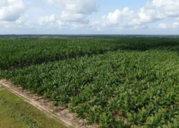 Açaí ganha o primeiro Zoneamento Agrícola de Risco Climático