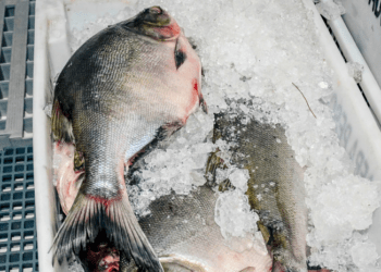 Adapec orienta consumidores sobre a importância do consumo de pescado inspecionado