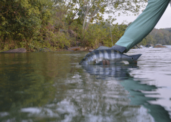 Governo seleciona empresas para a 16ª edição do Pesca Trade Show em São Paulo