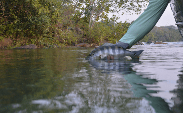 Governo seleciona empresas para a 16ª edição do Pesca Trade Show em São Paulo