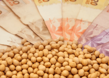 Preço da soja no Brasil caiu mais de R$ 20 em janeiro. Veja os destaques do mês