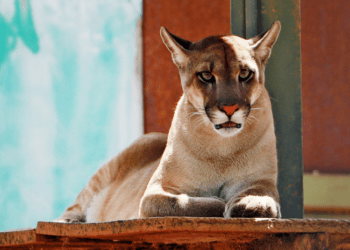 Confira procedimentos de resgate recomendados em caso de fauna silvestre em ambiente urbano