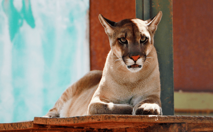 Confira procedimentos de resgate recomendados em caso de fauna silvestre em ambiente urbano