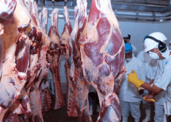 Com chuvas, oferta de gado para frigoríficos deve ficar mais justa