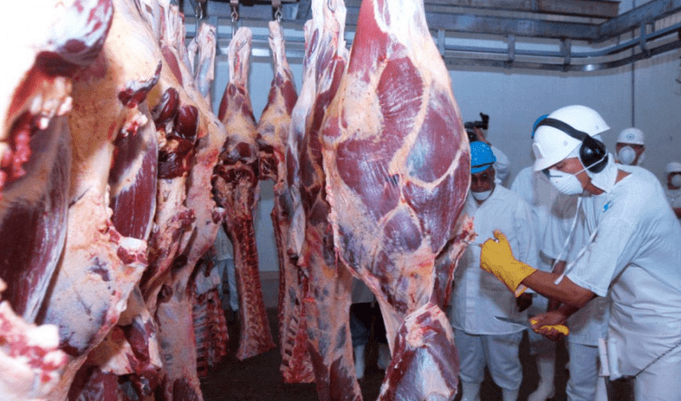Com chuvas, oferta de gado para frigoríficos deve ficar mais justa