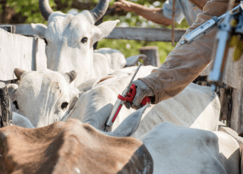 Adapec orienta os produtores rurais a vacinarem os rebanhos contra a raiva dos herbívoros