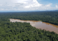 Amazônia e Cerrado têm queda de alertas de desmatamento