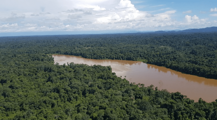Amazônia e Cerrado têm queda de alertas de desmatamento