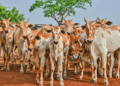 Adapec realizará estudo para comprovação da ausência de circulação viral da febre aftosa no Tocantins