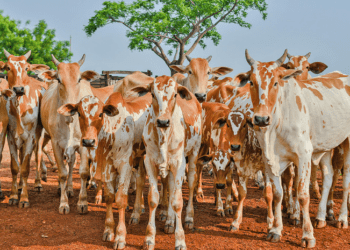 Adapec realizará estudo para comprovação da ausência de circulação viral da febre aftosa no Tocantins