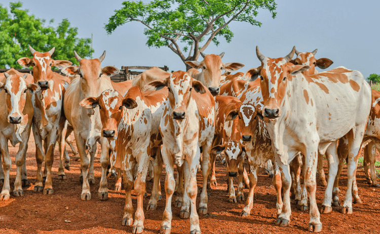 Adapec realizará estudo para comprovação da ausência de circulação viral da febre aftosa no Tocantins