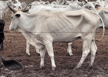 Lagartas na pastagem: pecuaristas de Estado vizinho do Tocantins se desfazem de rebanhos por falta de comida