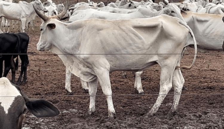 Lagartas na pastagem: pecuaristas de Estado vizinho do Tocantins se desfazem de rebanhos por falta de comida