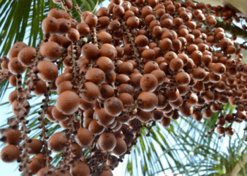 1° Festival do Buriti e Feira Agrocultural é realizado em Divinópolis