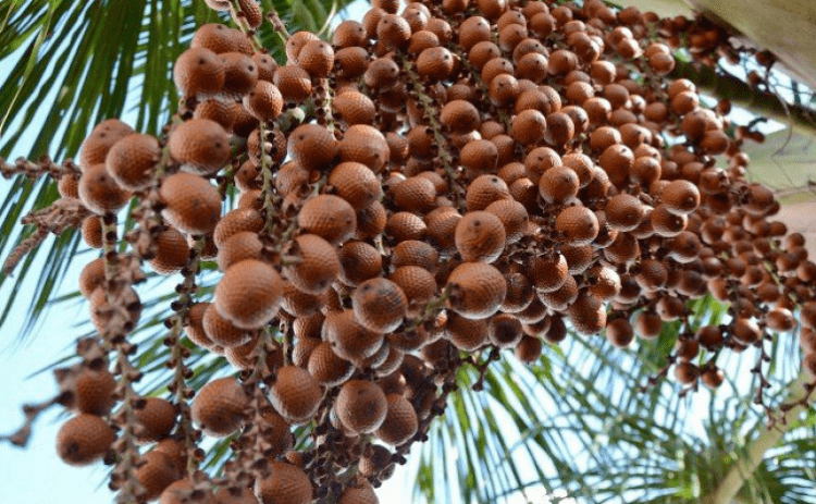 1° Festival do Buriti e Feira Agrocultural é realizado em Divinópolis