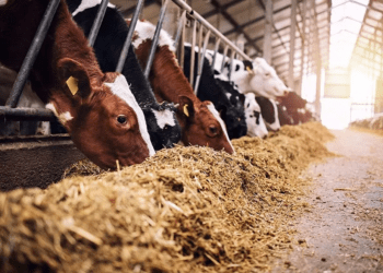 Senado analisará projeto que classifica produtos de alimentação animal como bens essenciais