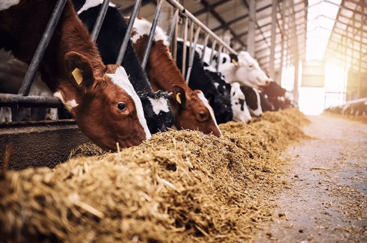 Senado analisará projeto que classifica produtos de alimentação animal como bens essenciais