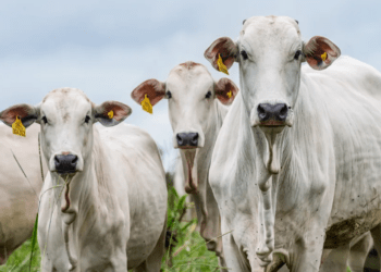 Quanto custa um boi? Entenda o que determina o preço da arroba