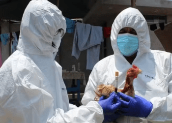 Surto de gripe aviária mata 4 mil aves no Peru